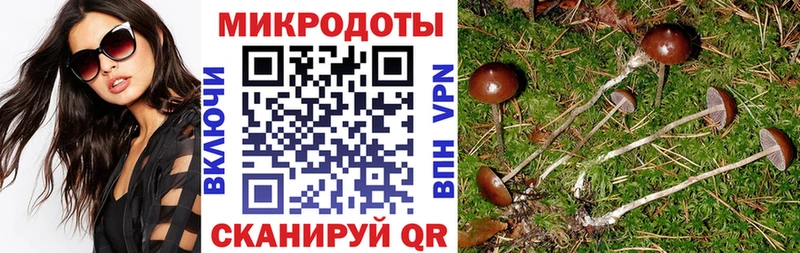 цена наркотик  Кудрово  Галлюциногенные грибы мицелий 